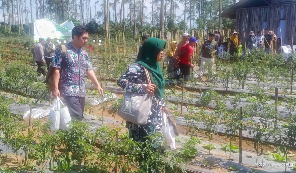 Gebyar Panen Raya Sayur Sehat Muhammadiyah Tingkatkan Minat Bertani Generasi Muda CirebonMU